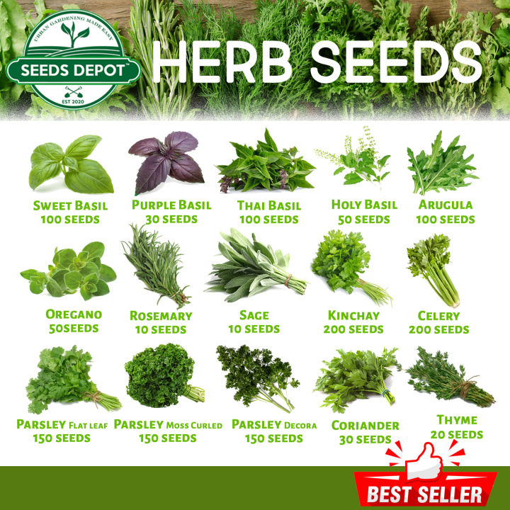 Herb Seeds - Basil Rosemary Oregano Thyme Sage Celery Kinchay Basil ...