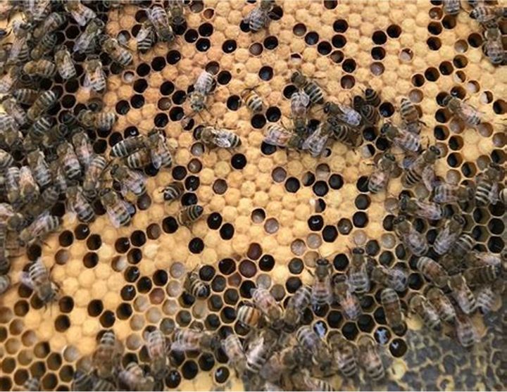 น้ำผึ้งป่าน้ำผึ้งเดือน5-100-หาแบบธรรมชาติสะอาดปลอดภัยอุดมไปด้วยประโยชน์-250ml