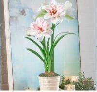 1 หัวว่าน ว่านสี่ทิศฮอลแลนด์ Amaryllis Aquaro 18-24 ซม สินค้านำเข้า แช่เย็นแล้ว หัวขนาดใหญ่ สินค้าจำนวนจำกัด