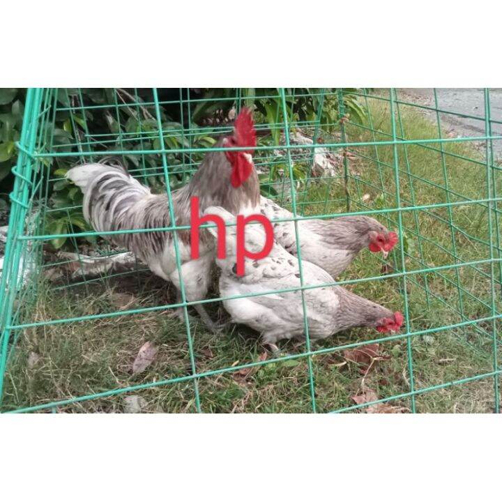 ZHSplash Australorp SA and Barred Plymouth Rock BPR, 2pc/breed = 4