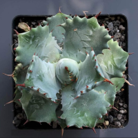 (jiaxie) Agave isthmensis /อกาเว่ อิสธ์เมนสิส  ไม้อวบน้ำ Succulents (ไลทอป Lithops แคคตัส)11-14cm ส่งแบบถอดกระถาง