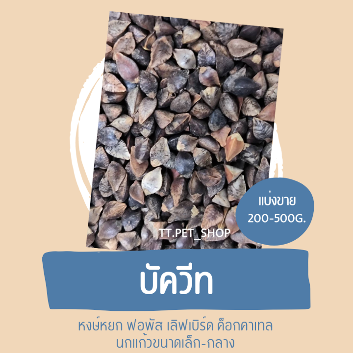 บัควีท-แบ่งขาย-200-500g-อาหารนกหงษ์หยก-ฟอพัส-เลิฟเบิร์ด-ค็อกคาเทล