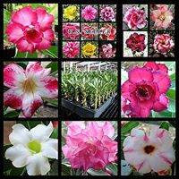 12 เมล็ด เมล็ดพันธุ์ Garden Plant ชวนชม สายพันธุ์ฮอลแลนด์ คละสี Adenium Seed กุหลาบทะเลทราย Desert Rose ราชินีบอนไซ อัตราการงอก 80-90% มีคู่มือปลูก