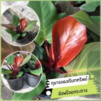 ต้นกุมารแดงเรียกทรัพย์ ฟิโลเดนดรอนเชอรี่เรด philodendron  cherry red ไม้มงคลเรียกทรัพย์ ส่งเป้นต้นพร้อมกระถาง