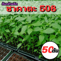 ต้นกล้าพริก พริกขี้หนู ซุปเปอร์ฮอท ซาคาตะ508 จำนวน 50ต้น