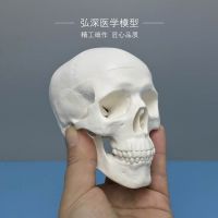 Skeleton model of human skull bone mini skull removable art sketch props medical students teaching mould