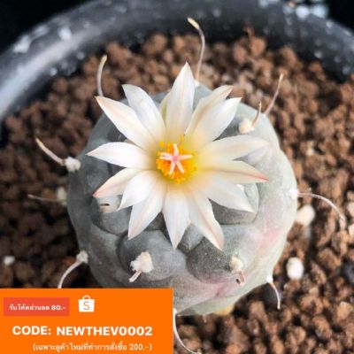 HOT** Turbinicarpus Jauernigii  10pcs 79.- ส่งด่วน พรรณ ไม้ น้ำ พรรณ ไม้ ทุก ชนิด พรรณ ไม้ น้ำ สวยงาม พรรณ ไม้ มงคล