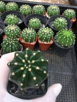 ? ถอดรากส่ง-แคคตัสโดมิโน#Cactus# กระบองเพชร#พืชทนแล้ง#ไม้ประดับ#ตกแต่งบ้าน#ตกแต่งคอนโด# จัดสวนถาด # ขนาดเทียบไม้บรรทัดนะคะ ของมีพร้อมส่ง เก็บเงินปลายทาง ?