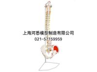 The spine with pelvic muscles attached shading model