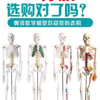 85 cm170cm human body skeleton skeleton model teaching model for the human body skeleton model of adult small vertebral body