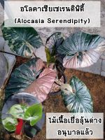 อโลคาเซียเซเรนดิพิตี้ลุ้นด่าง (Alocasia Serendipity Variegated) ไม้เนื้อเยื่ออนุบาลแล้ว