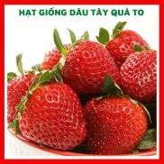 Hạt giống dâu tây quả to ngon ngọt - rau củ quả chịu nhiệt 4 mùa