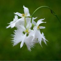 20 เมล็ดกล้วยไม้ Japanese Radiata Seeds White Egret Orchid Seeds กล้วยไม้นกกระยางขาว อัตราการงอก 80-85%