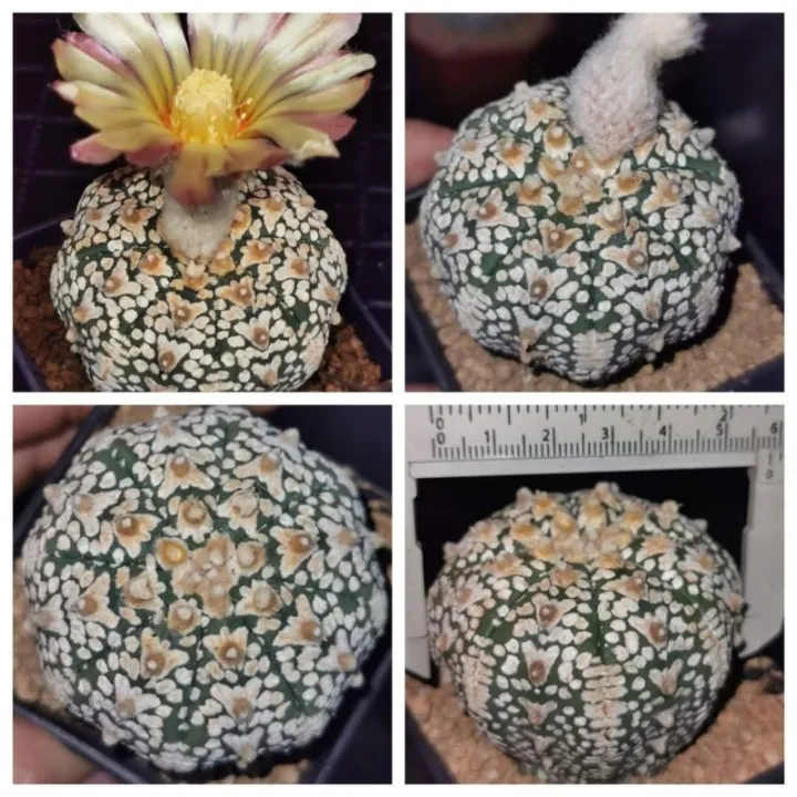 แอสโตรไฟ​ตั้ม วีใหญ่​ เว้า  สีดอกภาพ2  #แคสตัส castus​ astrophytum แอสโตร แอสโตร​ไ​ฟตั้​ม แอสโตรไฟตัม แอสโตรวี