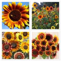 เมล็ดพันธุ์ ทานตะวัน ออทัมบิวตี้ (Autumn Beauty Sunflower Seed) บรรจุ 50 เมล็ด  ทานตะวันดอกสีส้มเหลือง สีสวยแปลกตา ต้นสูงประมาณ 1-1.5 เมตร