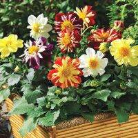 5 เมล็ด รักเร่คอลลาเลทคละสี - Mixed Collarette Dahlia