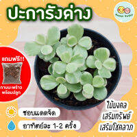 *แถมกาบมะพร้าวพร้อมปลูก* ปะการังด่าง Elephant Bush กระถาง 3 นิ้ว พอร์ทูลาคาเรียอะฟรา ไม้อวบน้ำ ต้นไม้เลี้ยงในบ้าน ต้นไม้ปลูกในร่ม