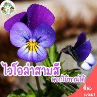 เมล็ดพันธุ์ ไวโอล่าสามสี ดอกไม้กินได้ 100 เมล็ด Viola flower Seed เมล็ดพันธุ์แท้ นำเข้าจากต่างประเทศ ปลูกง่าย ไม่กลายพันธุ์