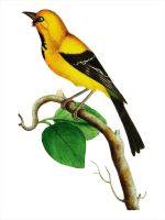 Lesser Banana Vintage Birds Art print Silk poster Home Wall Decor Wall Décor