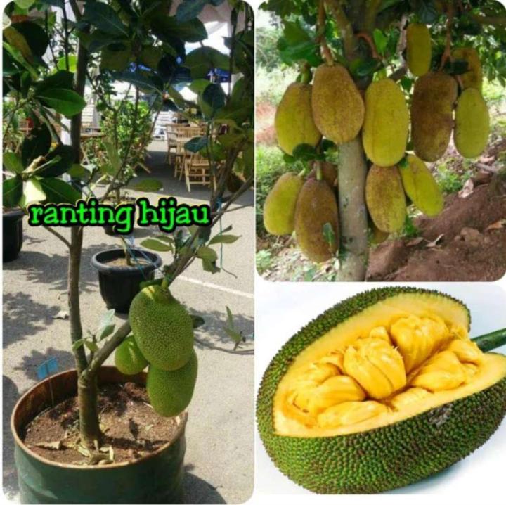 BIBIT BUAH NANGKADAK ATAU NANGKA RASA CEMPEDAK | Lazada Indonesia