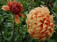 1 หัว/ออเดอร์ รักเร่ Dahlia Flower Bulb สายพันธุ์ Hercules หัวรักเร่ ดอกไม้ หัวหน่อ เหง้า นำเข้า เนเธอร์แลน หัวสดใหม่