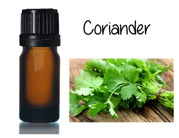 Pure Coriander essential oil 5ml Lazada PH