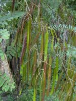 100 เมล็ด เมล็ดพันธุ์ Home Seed ขี้เหล็ก Siamese senna ขี้เหล็กแก่น ขี้เหล็กบ้าน ขี้เหล็กหลวง ขี้เหล็กใหญ่ ขี้เหล็กเผือก ผักจี้ลี้ แมะขี้แหละพะโด ยะหา ขี้เหล็กจิหรี่ อังกัย