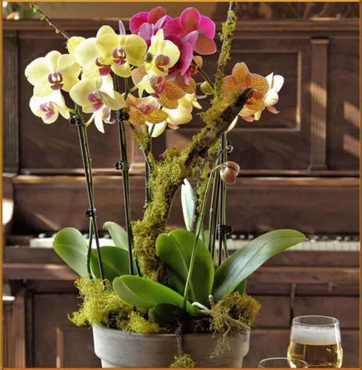 30-เมล็ดพันธุ์-bonsai-เมล็ดกล้วยไม้-ฟาแลนนอปซิส-phalaenopsis-orchids-orchid-flower-seed-อัตราการงอกของเมล็ด-80-85