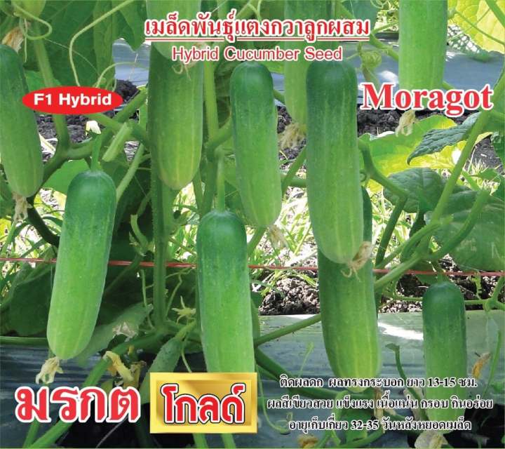 เมล็ดพันธุ์แตงกวามรกต-โกลด์-ตราตะวันต้นกล้า-ขนาด-100-กรัม