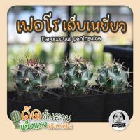 ต้น ตอเฟอโรเล็บเหยี่ยว ( ต้นกระบองเพชร Ferocactus peninsulae )?แคคตัส?