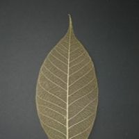 โครงใบไม้ ใบยาง สี Gold Metallic (Standard Rubber Skeleton Leaves)