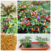 ปลูกง่าย ปลูกได้ทั่วไทย Multicolor Garden Balcony Potted Plant Pepper Seeds Vegetable Seeds Both Ornamental and Eat Flower Seeds Vegetable Live Plants Air Plant Seed Benih Tree Pokok Bunga