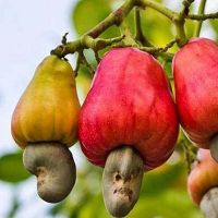 ขายส่ง 100 เมล็ด เมล็ดมะม่วงหิมพานต์ Cashew nut มีชื่ออื่นว่า มะม่วงสิโห มะโห มะม่วงกาสอ มะม่วงเล็ดล่อ มะม่วงยางหุบ กาหยู กาหยี หัวครก