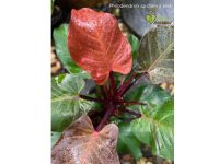 กุมารแดงเรียกทรัพย์ philodendron cherry red