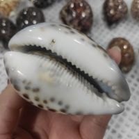 1pcs Natural Conch Shell African Turban Shell Conch Coral Sea Snail Home Ornament Fish Tank Living Room Decoration