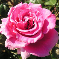 20 เมล็ด กุหลาบ นำเข้า Renaissance Rose Seeds สายพันธุ์ Princess Alexandra ดอกไม้สีชมพู