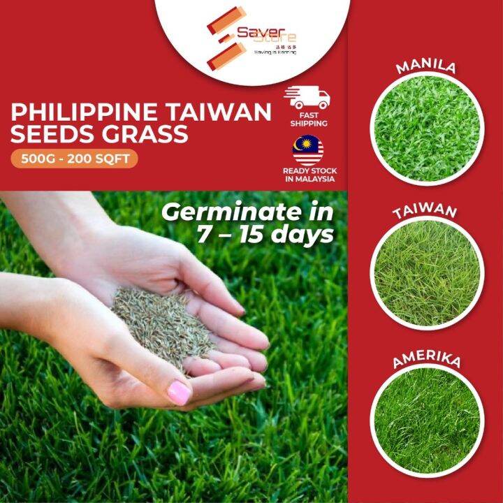 50 seeds (not live plants) Philippine Taiwan Coated Seeds Grass Seed