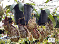 [ต้นไม้จริง]?? หม้อข้าวหม้อแกงลิงราฟเฟิล เซียนา(Nepenthes rafflesiana) ?? *** ขนาดกระถาง 6 นิ้ว ***