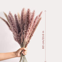 3060PCS Pampas Grass Plants Natural Communis Phragmites Bouquet Sechees Bulrush Arrangement Dekoration Reeds Flower Decoration