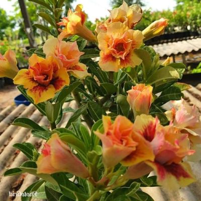 10 เมล็ด เมล็ดพันธุ์ Garden ชวนชม สายพันธุ์ Taiwan ดอกสีส้ม Adenium seed กุหลาบทะเลทราย Desert Rose ราชินีบอนไซ เมล็ดปลูก ตกแต่งสวน อัตรางอก 80-90%