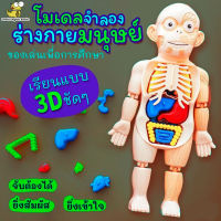 (In Stock) พร้อมส่ง Human Body Toy ของเล่นหุ่นจำลองร่างกายมนุษย์ ของเล่นstem ของเล่นเพื่อการศึกษา ของเล่นวิทยาศาสตร์ เสริมพัฒนาการ