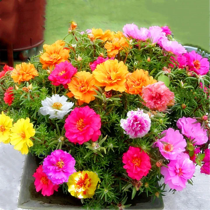 Double Petals Portulaca Seeds Japanese Rose Buy 1 Get 1 Free 50 Seeds ...