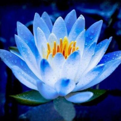 เมล็ดบัว 5 เมล็ด ดอกสีฟ้า ดอกเล็ก พันธุ์แคระ จิ๋ว ของแท้ 100% เมล็ดพันธุ์บัวดอกบัว ปลูกบัว เม็ดบัว สวนบัว บัวอ่าง Lotus seeds.
