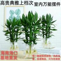 [COD] Rooted hydroponic plant lotus bamboo Guanyin water cultivation green indoor guest bedroom office absorbs formaldehyde to purify the air