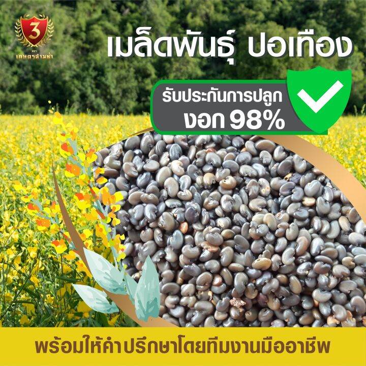 เมล็ดพันธุ์ปอเทือง-ขนาด-5-กก-คัดสะอาด-อัตราการงอก-98-สินค้าพร้อมส่ง