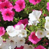 Petunia mixed flower พิทูเนียคละสี บรรจุ 2,000 เมล็ด