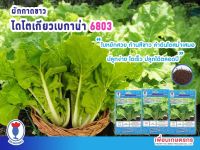 เมล็ดผักกาดขาว ลูกผสม DAITOKYO BEKANA 6803 ปลูกง่าย เติบโตเร็ว ให้ผลผลิตดี น้ำหนัก 250-350 กรัม ปลูกได้ตลอดปี