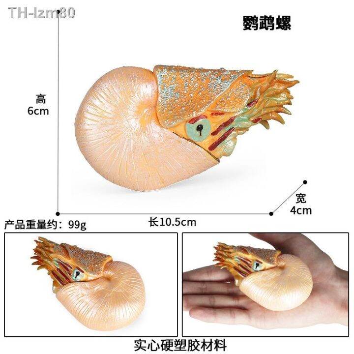 ของขวัญ-simulation-model-of-marine-animal-toys-children-ancient-biological-nautilus-conch-aquarium-scenes-furnishing-articles