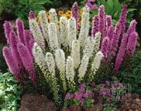 เมล็ดพันธุ์ ลิอะทริส liatris spicata gayfeather 300 เมล็ด เมล็ดพันธุ์นำเข้าจาก อังกฤษ