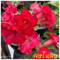 12 เมล็ด เมล็ดพันธุ์ ชวนชม สายพันธุ์ไต้หวัน ดอกสีแดง Adenium Seed กุหลาบทะเลทราย Desert Rose ราชินีบอนไซ เปอร์เซ็นการงอก  80-90% มีคู่มือปลูก